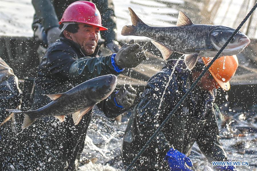 #CHINA-JIANGSU-FISH CATCHING (CN)