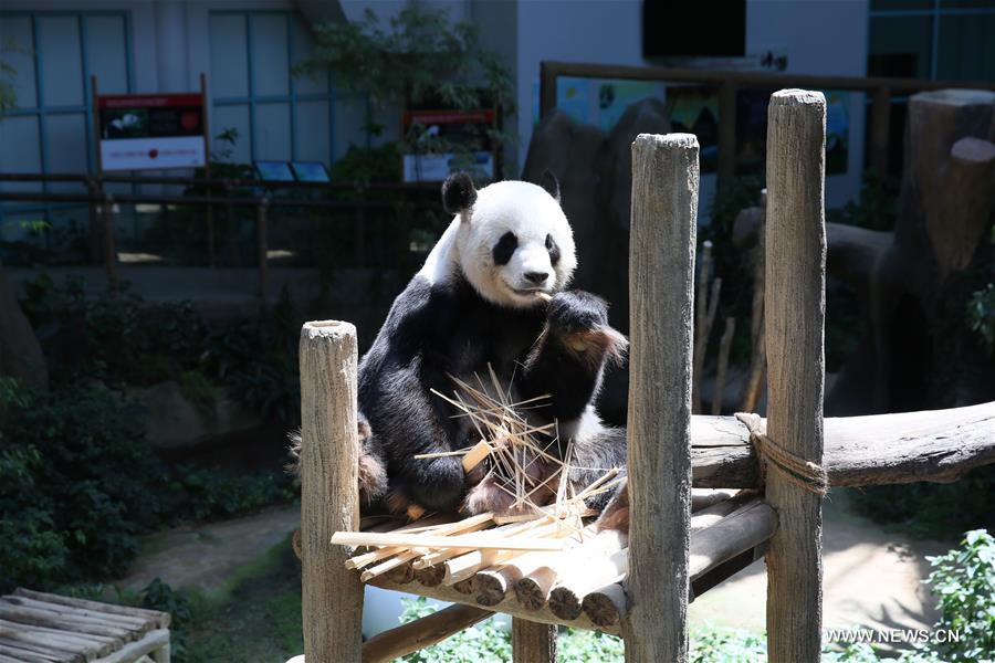 MALAYSIA-CHINA-BABY PANDA