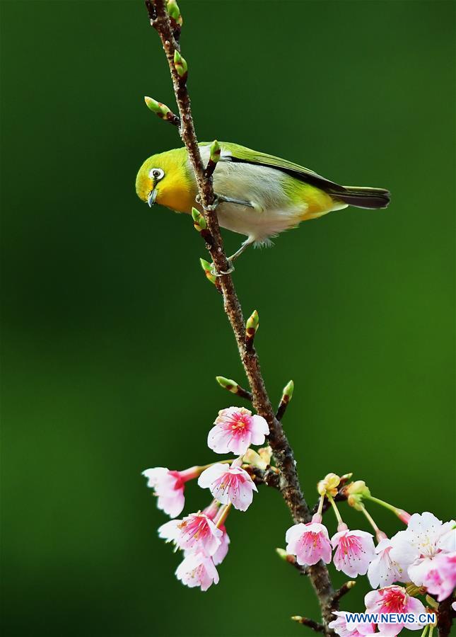 CHINA-FUZHOU-BIRDS-FLOWER (CN)