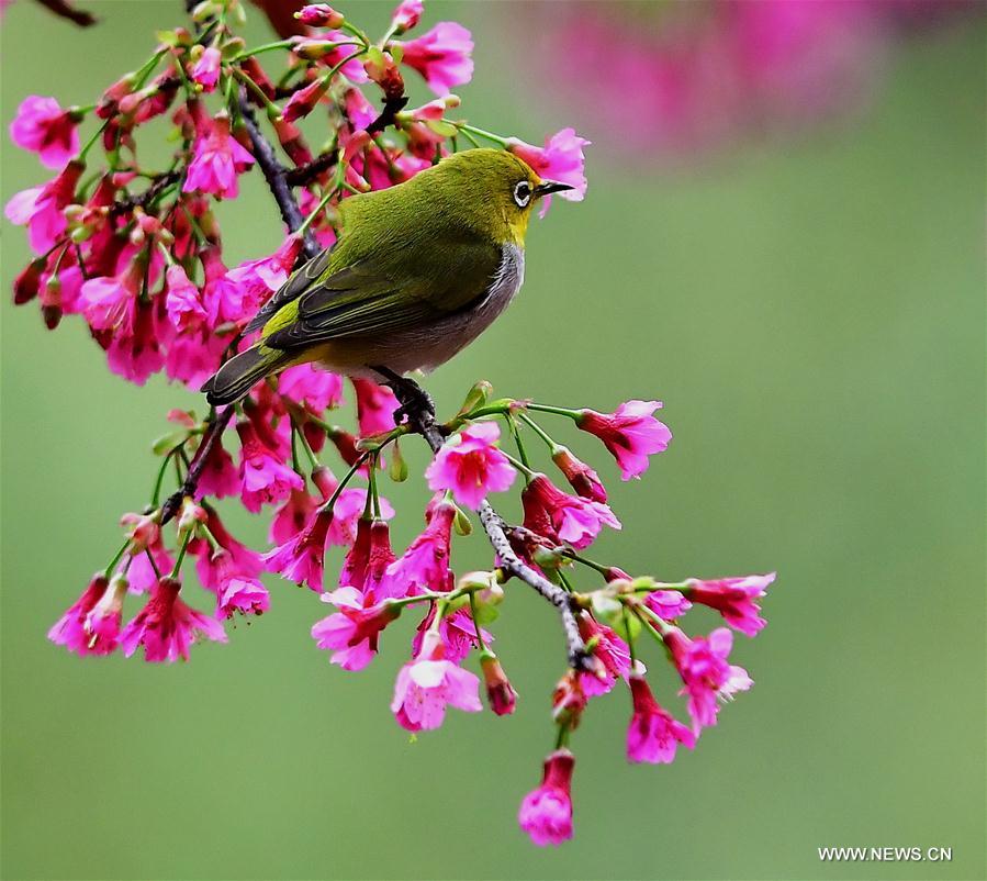 CHINA-FUJIAN-CHEERY BLOSSOM-BIRDS (CN)