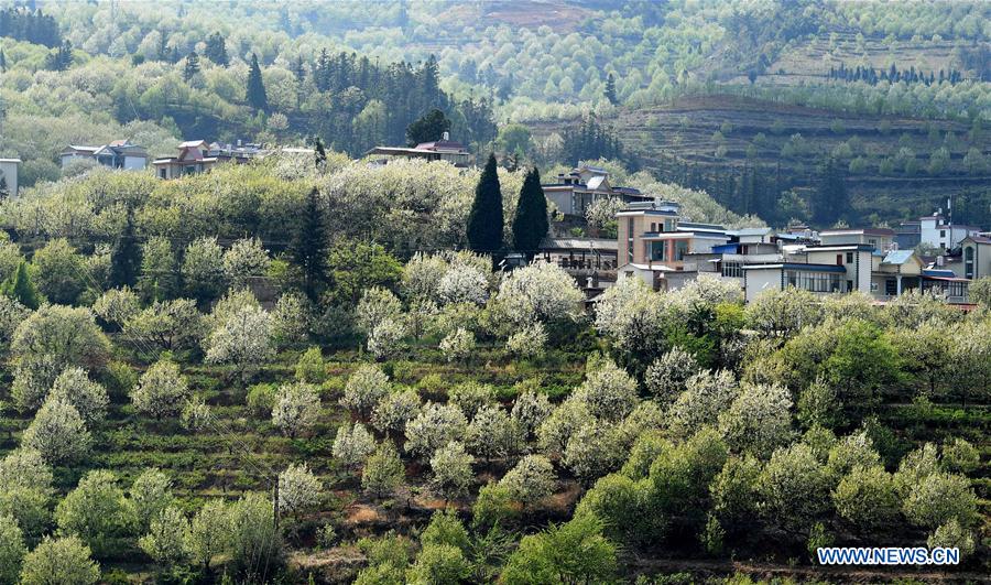 CHINA-YUNNAN-PEAR BLOSSOMS (CN)