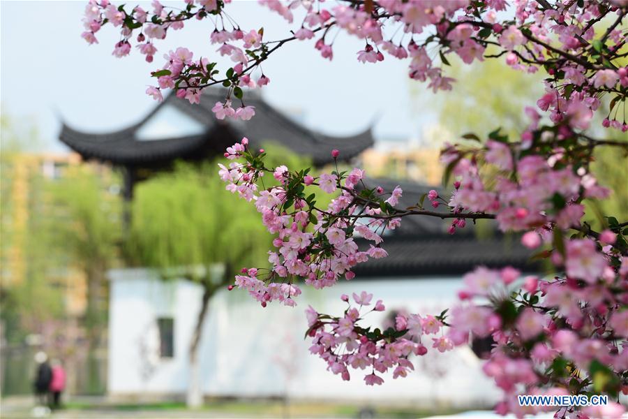 #CHINA-SPRING-BLOSSOMS (CN)