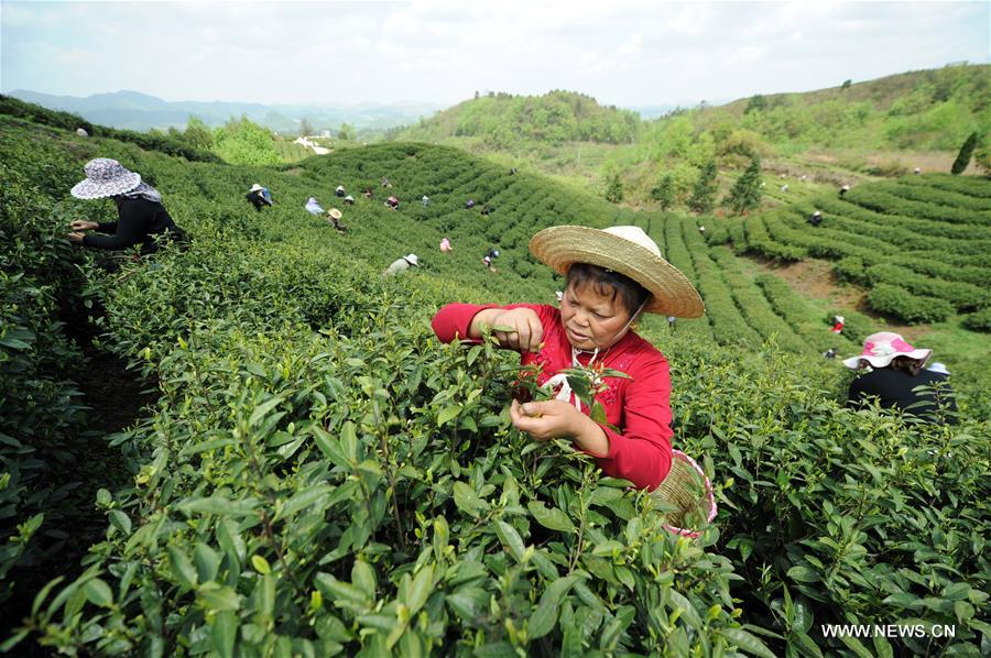 CHINA-GUIYANG-TEA PICKING (CN)