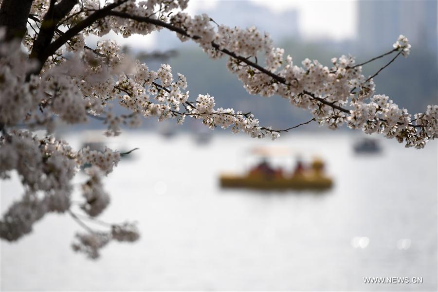 CHINA-BEIJING-CHERRY BLOSSOMS (CN)