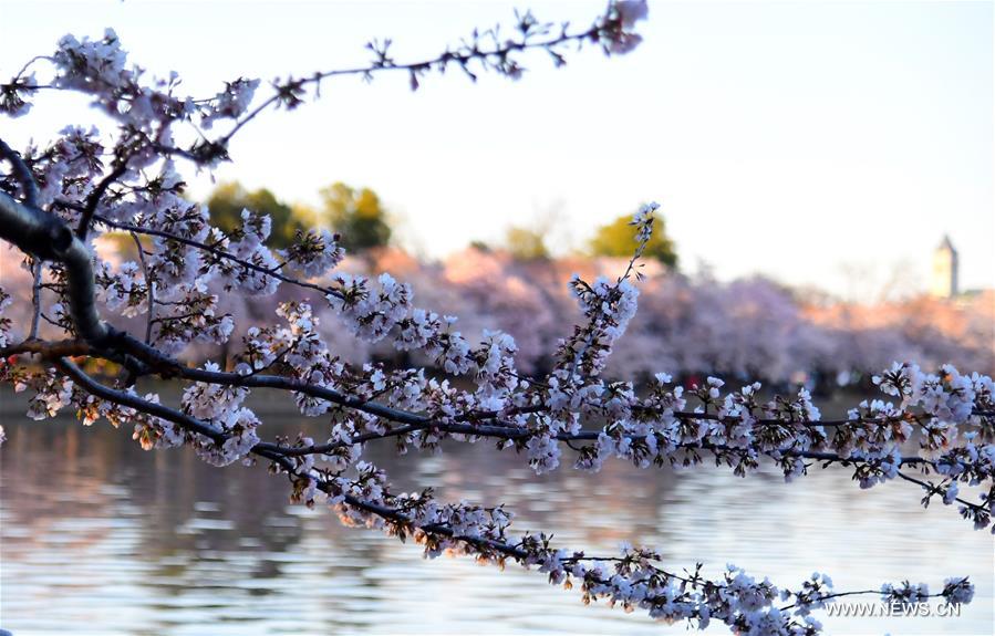 U.S.-WASHINGTON D.C.-CHERRY BLOSSOMS