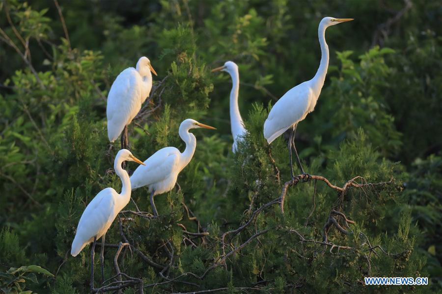 #CHINA-JIANGSU-EGRETS(CN)