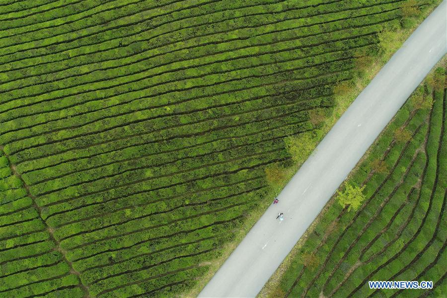 CHINA-MEITAN-TEA GARDEN(CN)