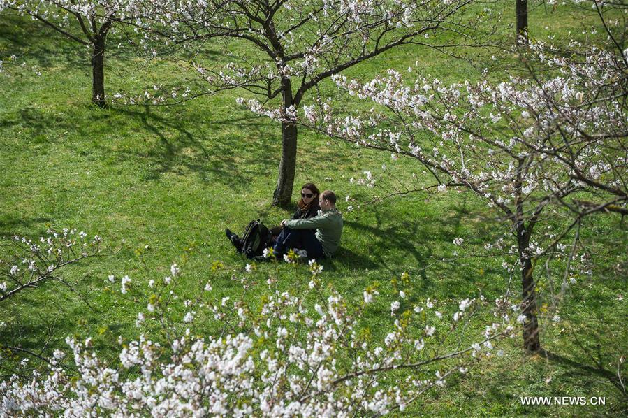 LITHUANIA-VILNIUS-CHERRY BLOSSOMS