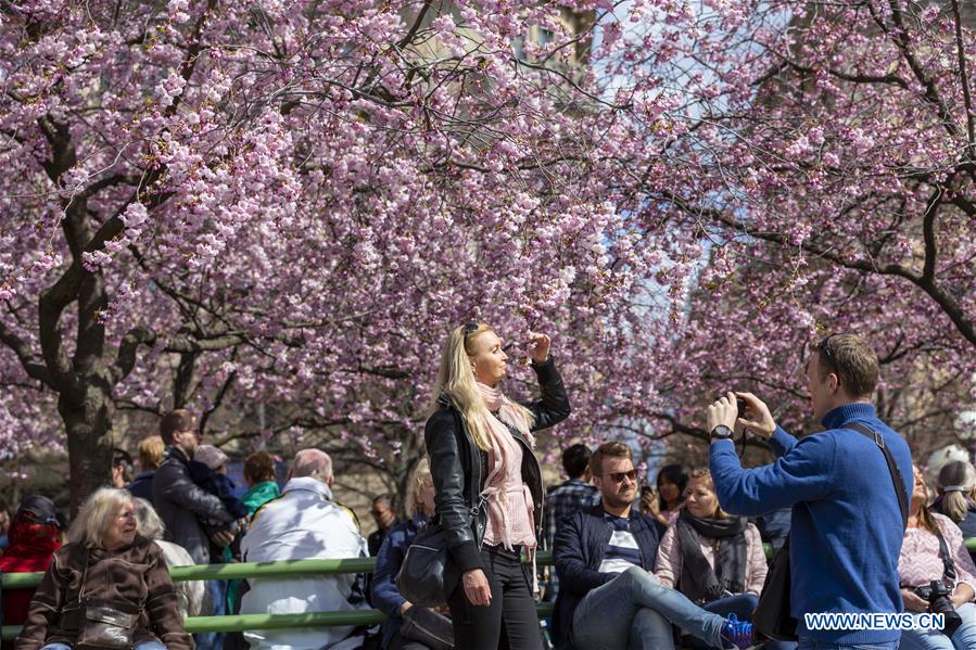 SWEDEN-STOCKHOLM-CHERRY BLOSSOM