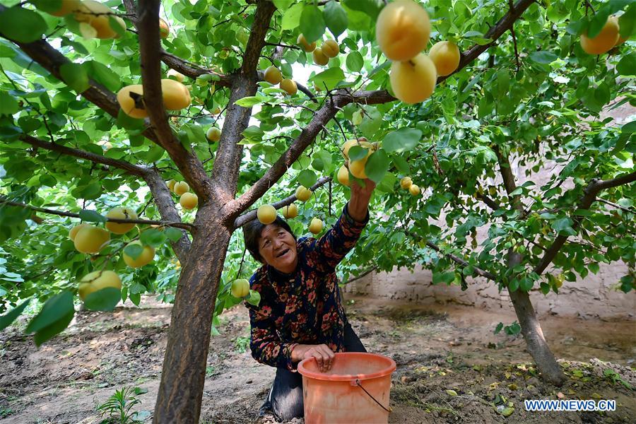 CHINA-SHANXI-APRICOTS-HARVEST (CN)