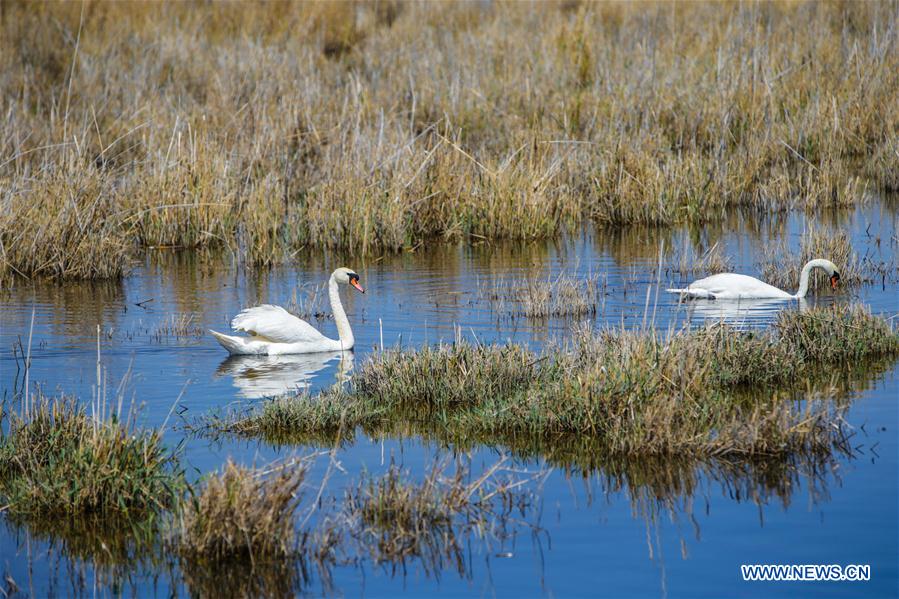 CHINA-INNER MONGOLIA-BAYANNUR-WILD BIRD (CN)