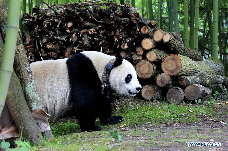 #CHINA-SICHUAN-PANDA-VILLAGE-WANDERING (CN*)