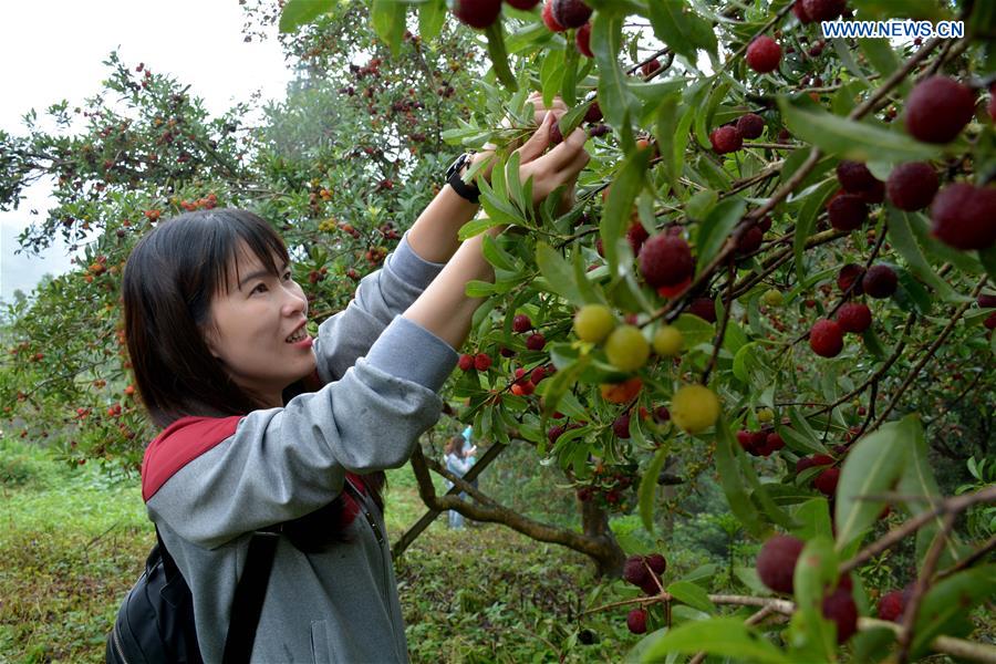 #CHINA-GUIZHOU-WAXBERRY-FESTIVAL (CN)