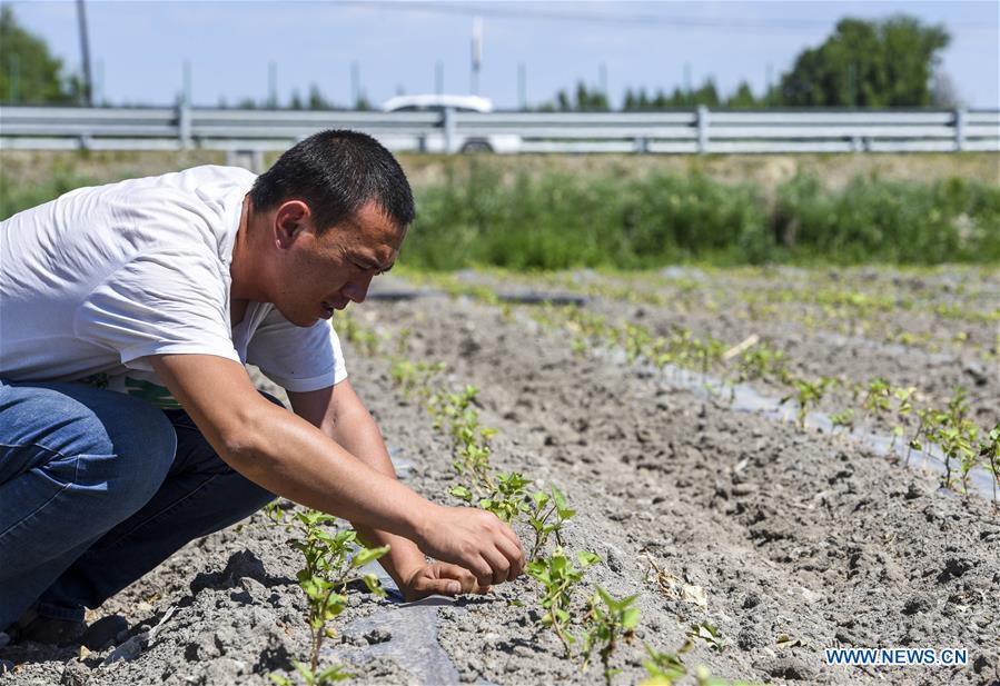 CHINA-XINJIANG-CASH CROPS-PLANTING (CN)