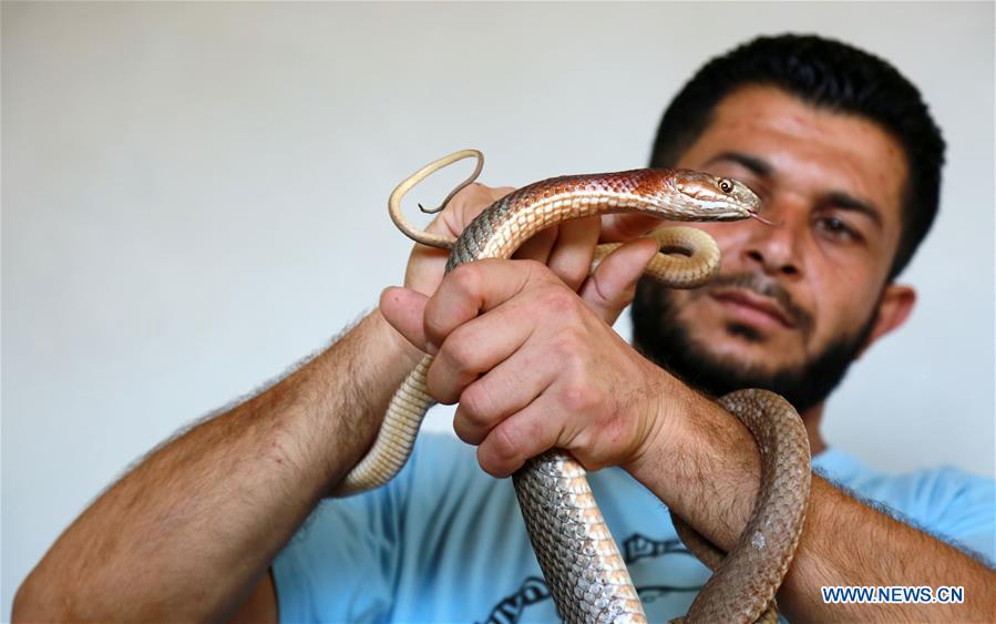 MIDEAST-GAZA-BEIT LAHIYA-SNAKE RAISER