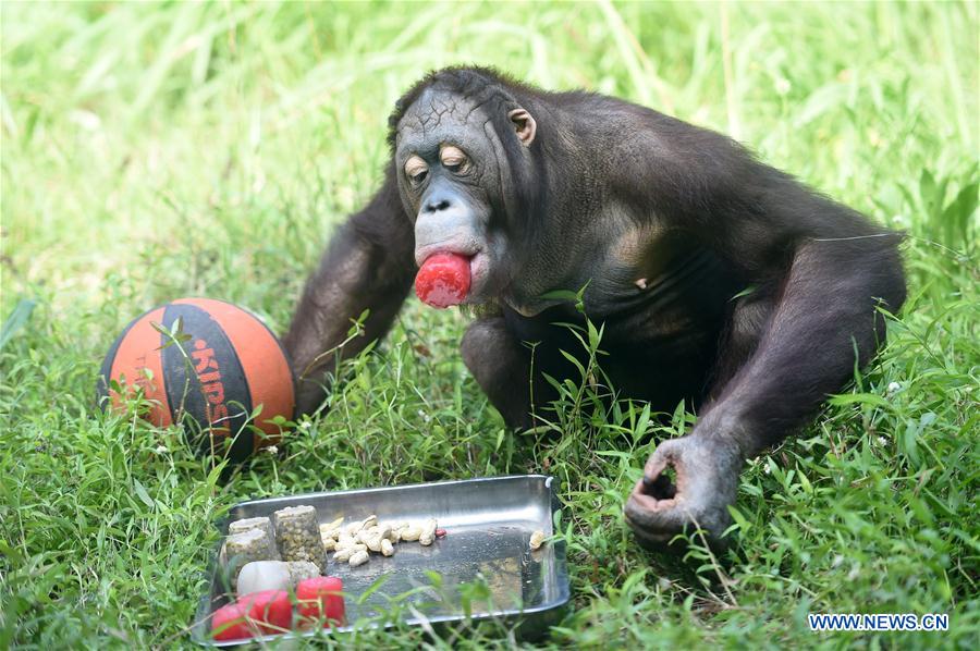 CHINA-CHONGQING-ZOO-ANIMAL-HEAT-RELIEF (CN)