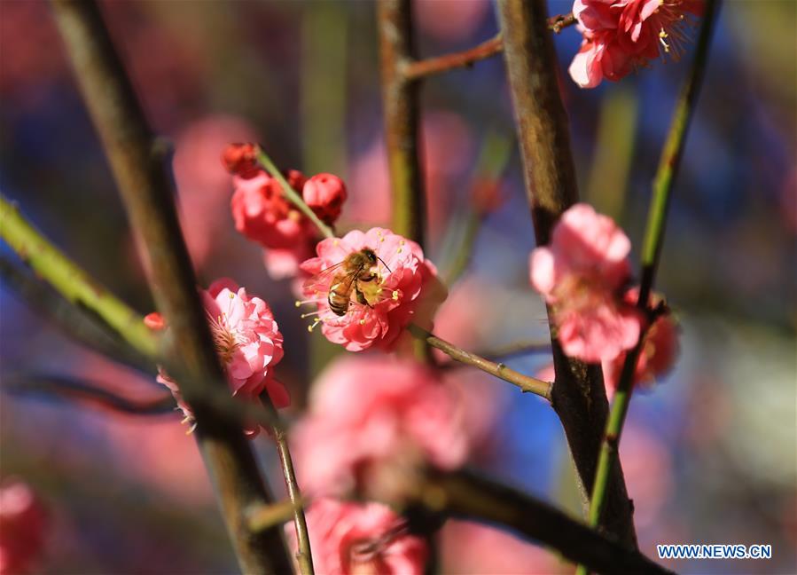 AUSTRALIA-CANBERRA-EARLY SPRING