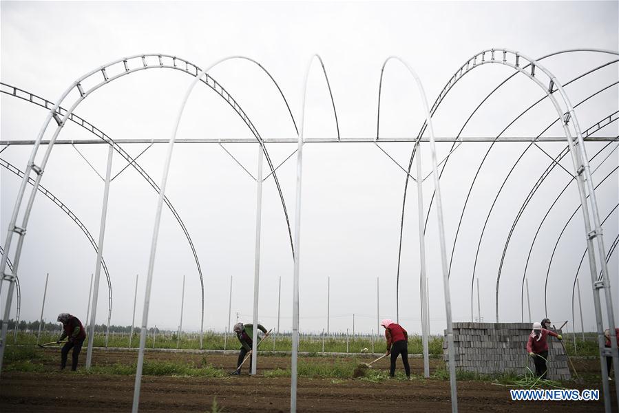 CHINA-NINGXIA-GUYUAN-VEGETABLE PLANTING (CN)