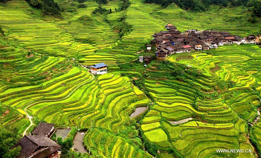 #CHINA-GUANGXI-TERRACED FIELDS-AUTUMN SCENERY (CN)