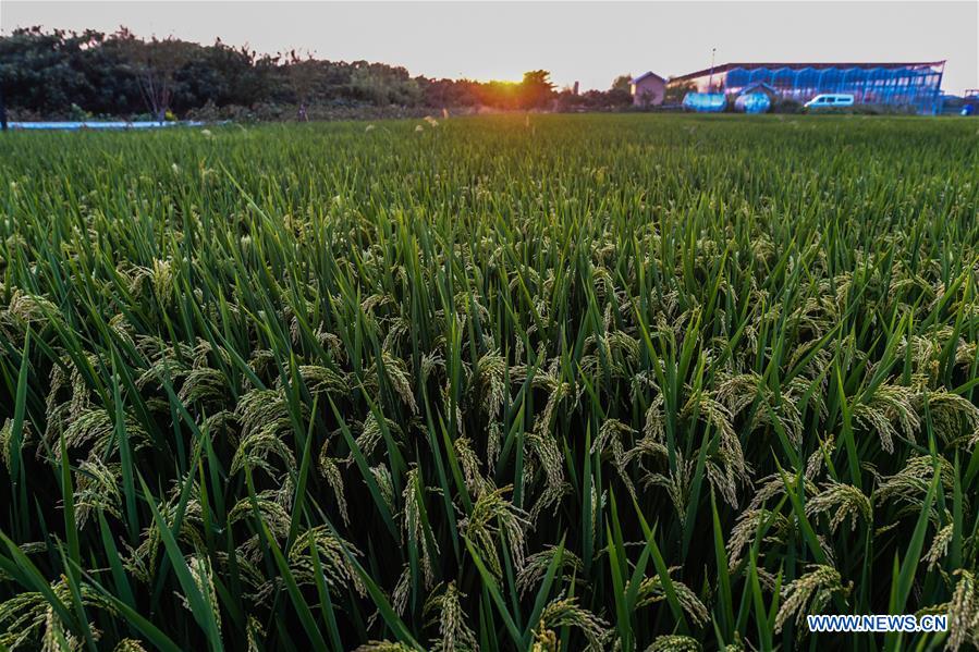 CHINA-HANGZHOU-AUTUMN HARVEST(CN)