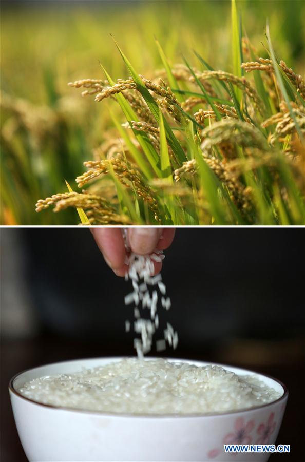 CHINA-SHANDONG-RICE-HARVEST (CN)