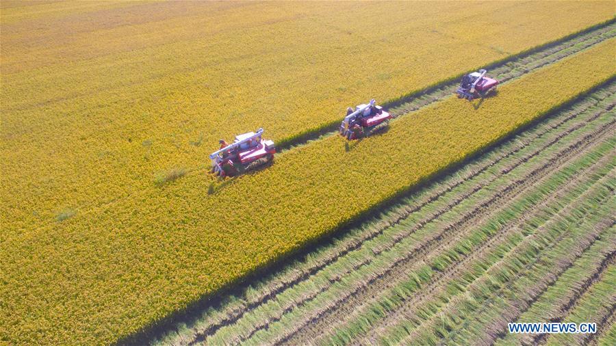 #CHINA-SHANDONG-LINYI-RICE HARVEST (CN)