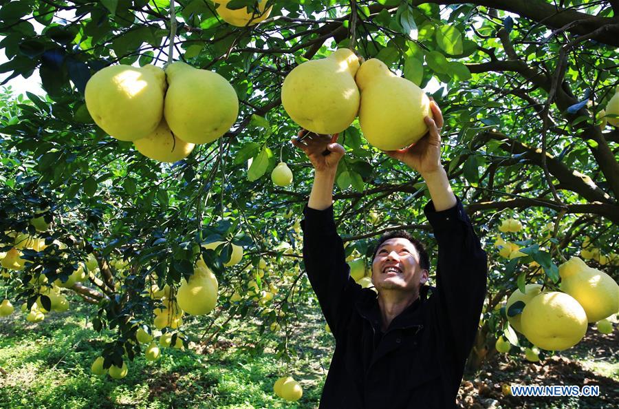 #CHINA-GUANGXI-RONGSHUI-POMELO (CN)