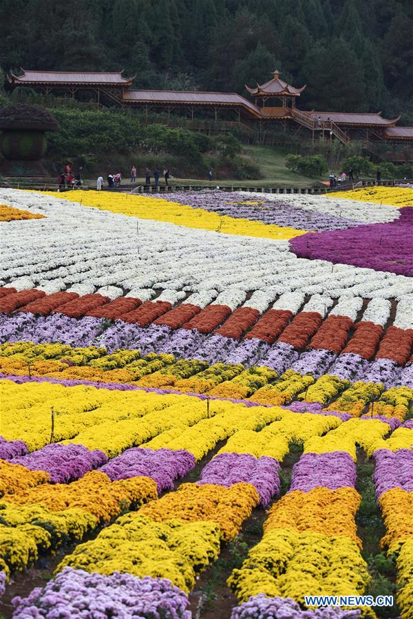 CHINA-GUIZHOU-CHRYSANTHEMUM-TOURISM (CN)