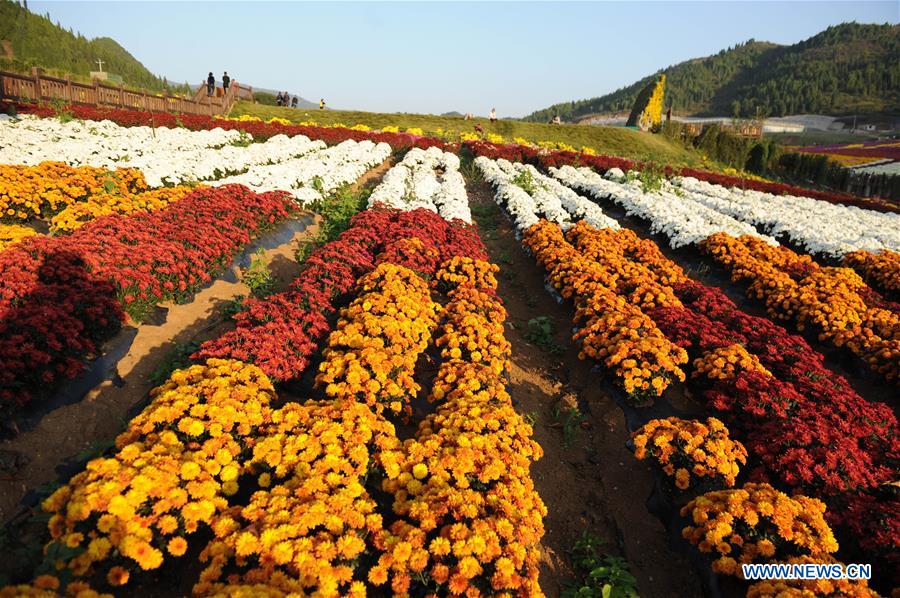 CHINA-GUIZHOU-CHRYSANTHEMUM-TOURISM (CN)