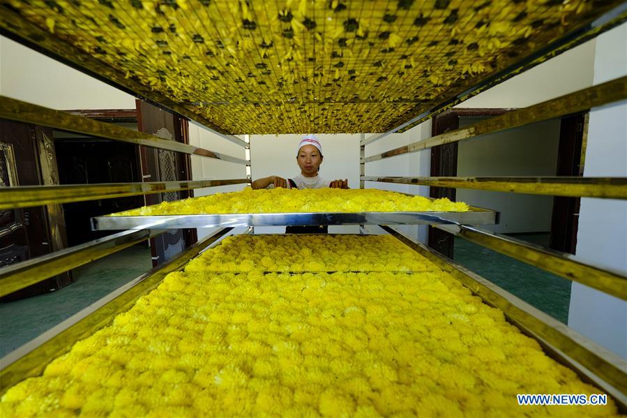 #CHINA-CHRYSANTHEMUM-HARVEST (CN)