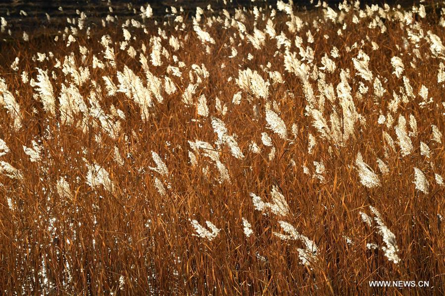 #CHINA-TIBET-LHASA-NATURE-REED (CN)