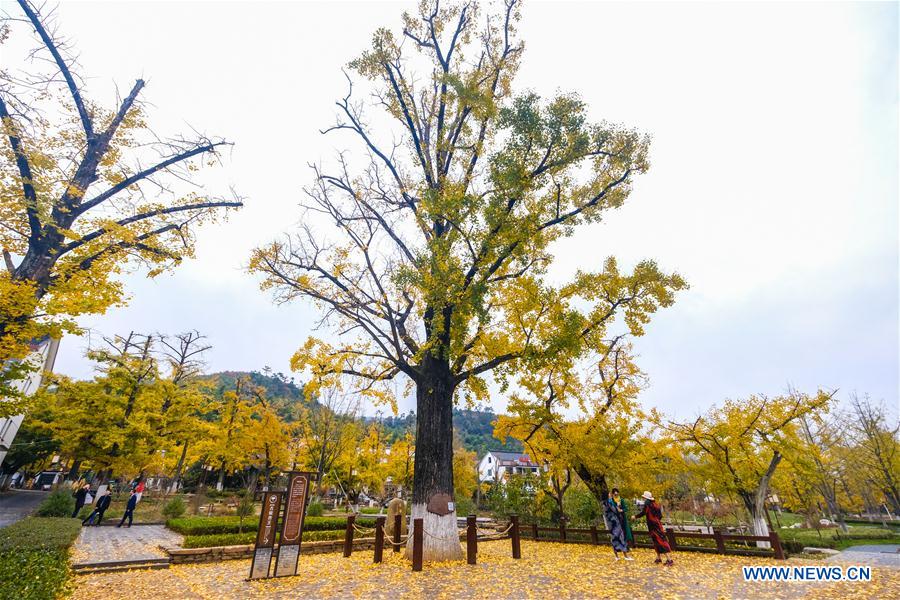 CHINA-ZHEJIANG-CHANGXING-GINKGO-SCENERY (CN) 