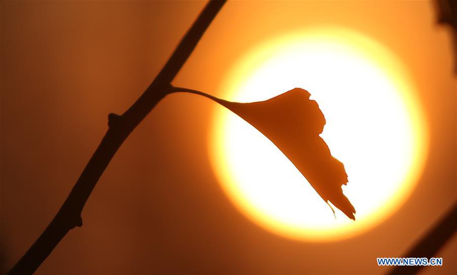 #CHINA-GINKGO TREE-SCENERY (CN)