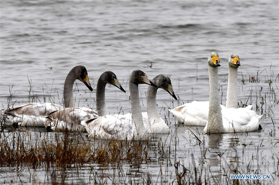 CHINA-HENAN-SANMENXIA-SWANS (CN)