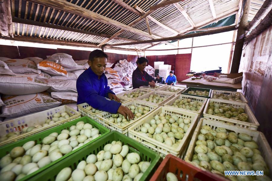 #CHINA-GUIZHOU-POVERTY ALLEVIATION-DUCK FARMING (CN)