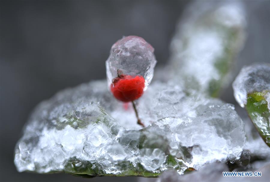 #CHINA-HUBEI-ENSHI-FROZEN PLANTS(CN)