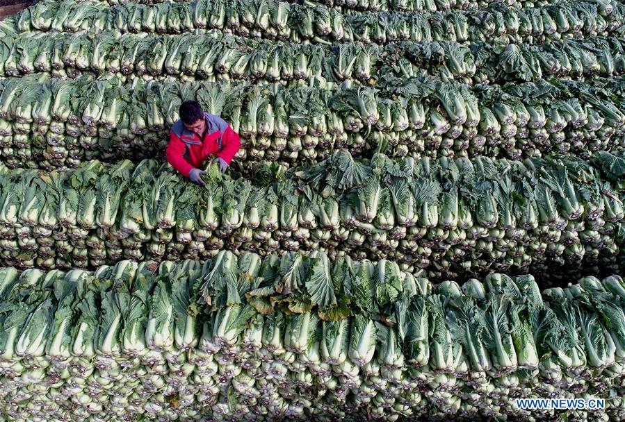 CHINA-HEBEI-VEGETABLES (CN)