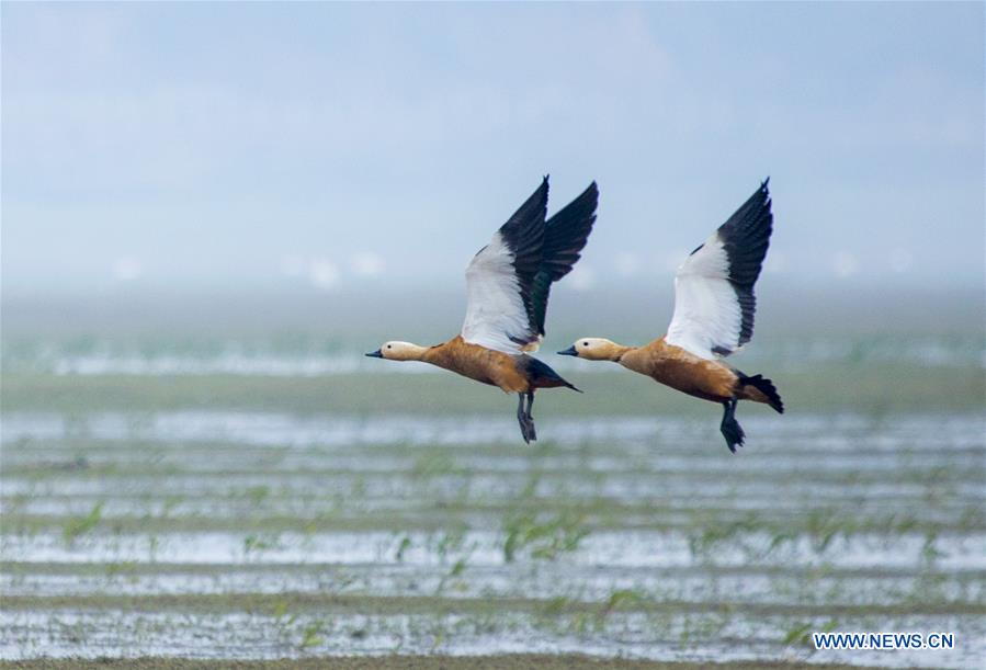 #CHINA-JIANGXI-POYANG LAKE-MIGRANT BIRDS (CN) 