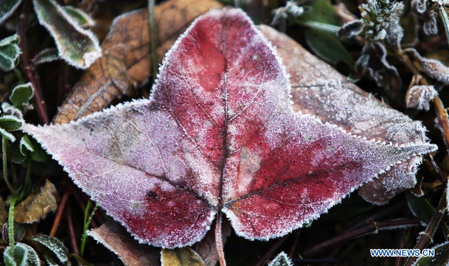 #CHINA-JIANGSU-FROSTED PLANTS(CN)