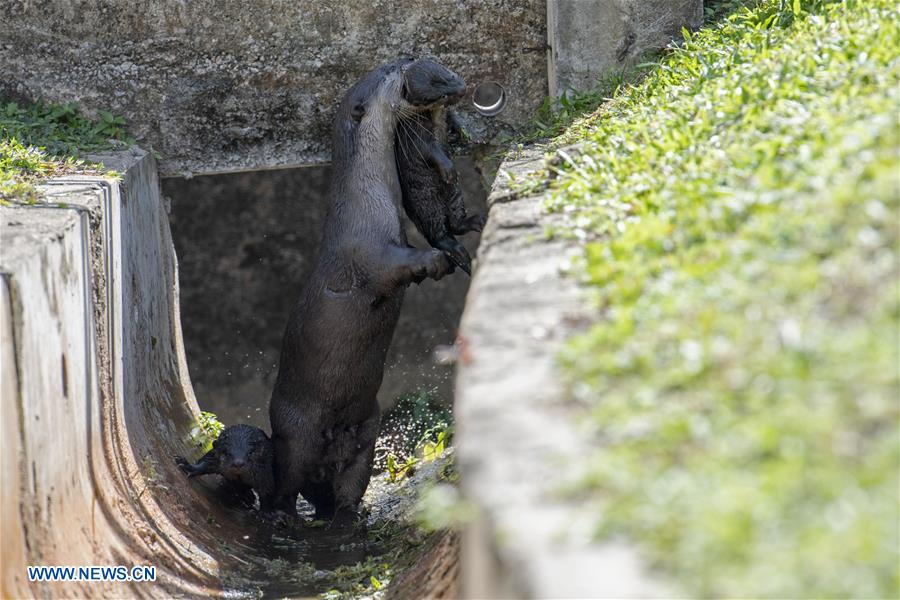 SINGAPORE-NEWBORN OTTER