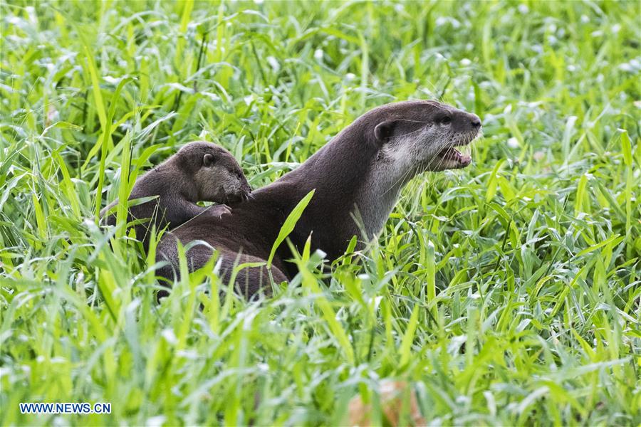 SINGAPORE-NEWBORN OTTER