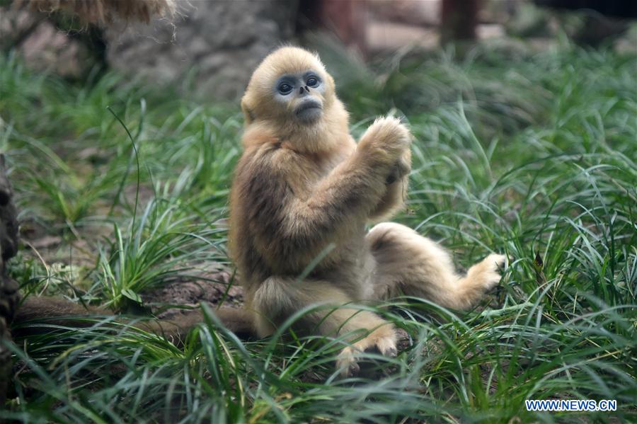 CHINA-CHONGQING-GOLDEN SNUB-NOSED MONKEY (CN)