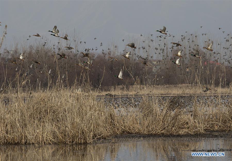 KASHMIR-SRINAGAR-WORLD WETLANDS DAY