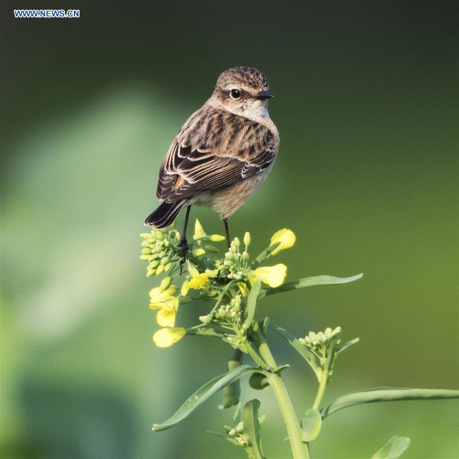 CHINA-FUJIAN-BIRDS (CN)