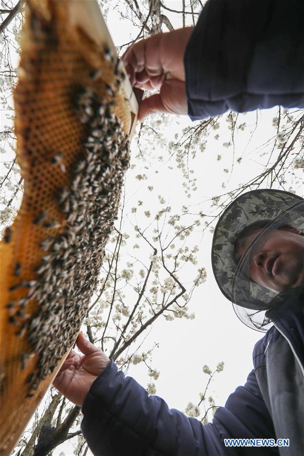 CHINA-GUIZHOU-CHERRY BLOSSOM-BEE-FARMING(CN)