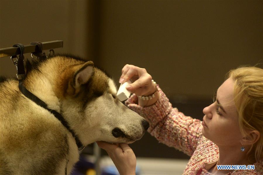 INDONESIA-JAKARTA-PET SHOW