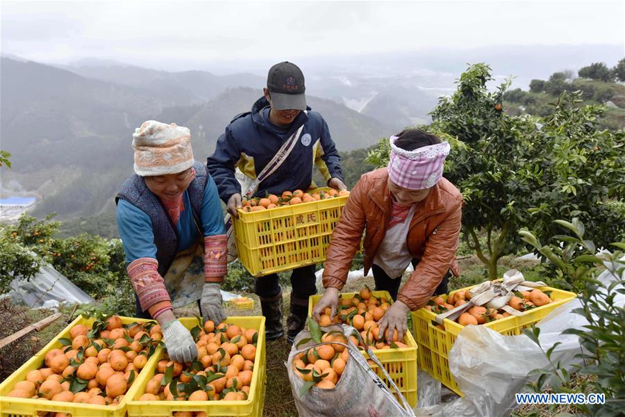 #CHINA-GUIZHOU-RONGJIANG-ORANGE HARVEST (CN)