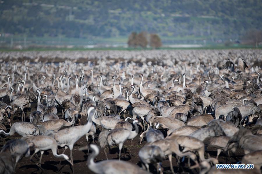 ISRAEL-HULA VALLEY-BIRD-MIGRATION