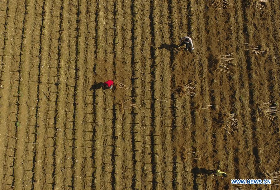 CHINA-HUNAN-FARM WORK (CN)