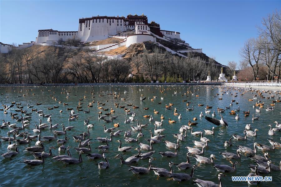 CHINA-LHASA-SPRING (CN)